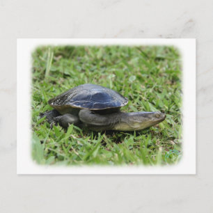 Australian Longnecked Turtle 9Y195D-049 Postkarte