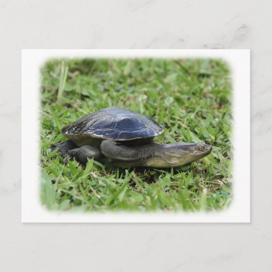 Australian Longnecked Turtle 9Y195D-049 Postkarte (Vorderseite)