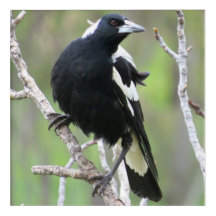 Australian Magpie