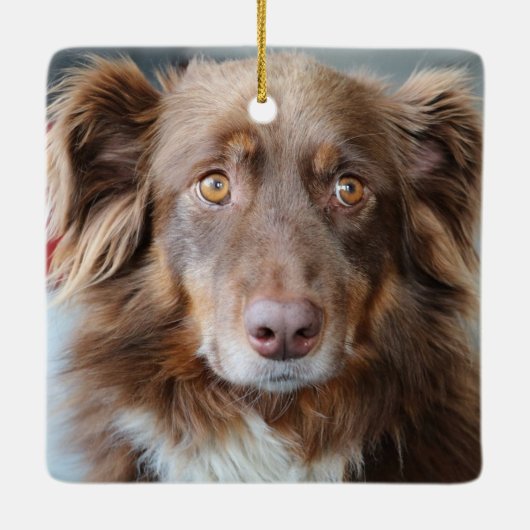 Australian Shelpherd Aussie Cog Custom Photo Keramikornament (Rückseite)