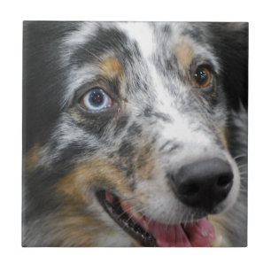 australian-shepherd-32.jpg fliese