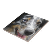 australian-shepherd-32.jpg fliese (Seite)