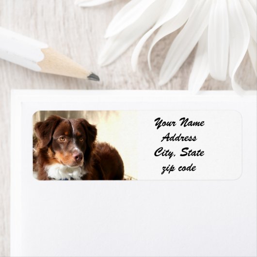 Australian Shepherd Address Labels (Insitu)