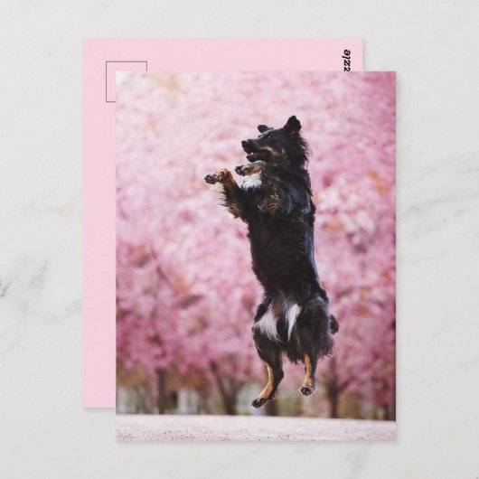 Australian Shepherd and Cherry Blossoms Postkarte (Vorne/Hinten)