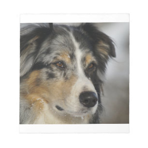 Australian Shepherd Blue Merle 2 Notizblock