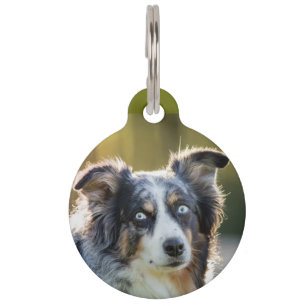 Australian Shepherd Blue Merle du hast was gemacht Haustiermarke