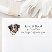 Australian Shepherd Dog (Insitu)