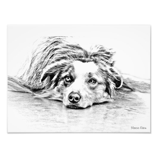 Australian Shepherd dog art Fotodruck (Vorne)