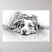 Australian Shepherd dog art Poster (Vorne)