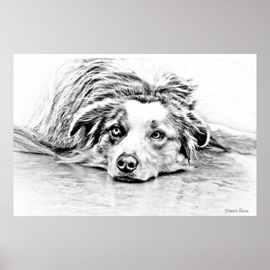 Australian Shepherd dog art Poster (Vorne)