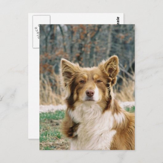 Australian Shepherd Dog Postcard Postkarte (Vorne/Hinten)