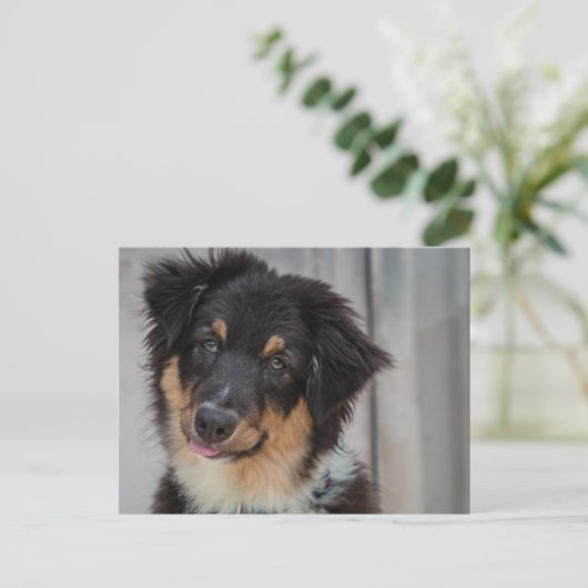 Australian Shepherd Dog Postkarte (Stehend Vorderseite)