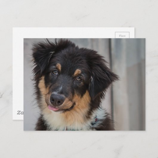 Australian Shepherd Dog Postkarte (Vorne/Hinten)
