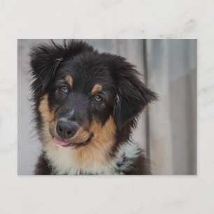 Australian Shepherd Dog Postkarte