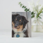 Australian Shepherd Dog Postkarte (Stehend Vorderseite)