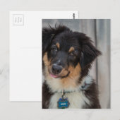 Australian Shepherd Dog Postkarte (Vorne/Hinten)