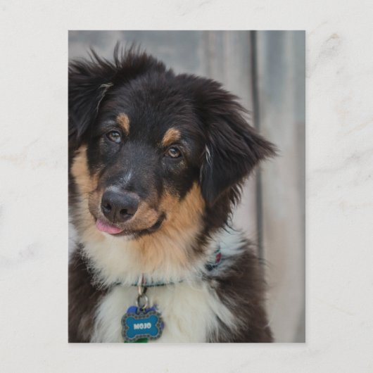 Australian Shepherd Dog Postkarte (Vorderseite)