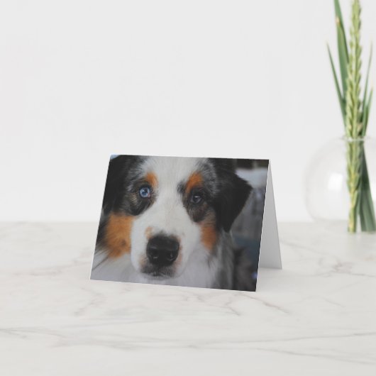 Australian Shepherd Happy Birthday Card Karte (Vorderseite)