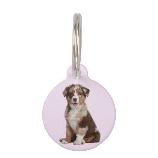 Australian Shepherd | Haustiermarke