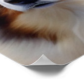 Australian Shepherd Kopf - Poster (Ecke)