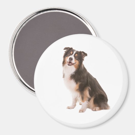 Australian Shepherd Magnet (Vorderseite/Rückseite)