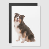 Australian Shepherd Magnetkarte (Vorne/Hinten)