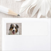 Australian Shepherd Merle (Insitu)