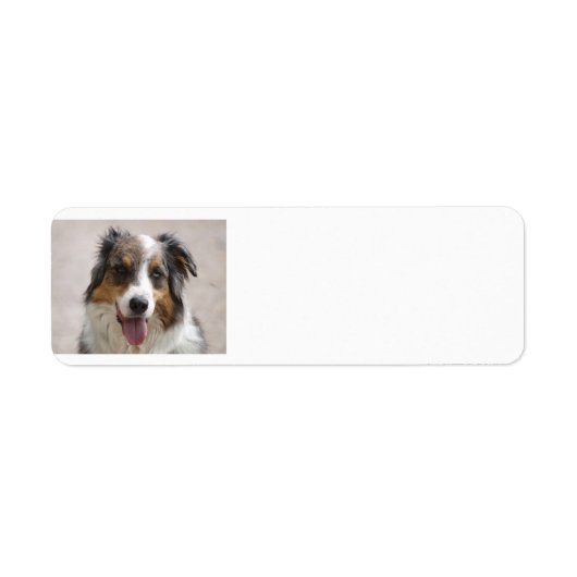 Australian Shepherd Merle (Vorne)