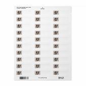 Australian Shepherd Merle (Vorne)