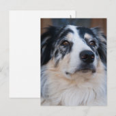 Australian Shepherd Mix Nah Up Fotograf Postkarte (Vorne/Hinten)