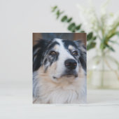 Australian Shepherd Mix Nah Up Fotograf Postkarte (Stehend Vorderseite)