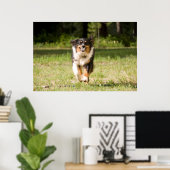 Australian Shepherd Playing With Ball Poster (Heimbüro)