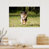 Australian Shepherd Playing With Ball Poster (Küche)