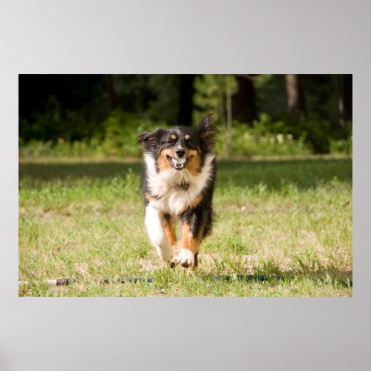 Australian Shepherd Playing With Ball Poster (Vorne)