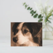 Australian Shepherd Portrait Postkarte (Stehend Vorderseite)