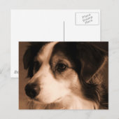 Australian Shepherd Portrait Postkarte (Vorne/Hinten)