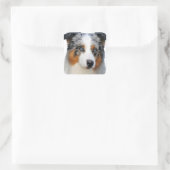 Australian Shepherd Portrait Quadratischer Aufkleber (Tasche)