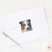 Australian Shepherd Portrait Quadratischer Aufkleber (Umschlag)