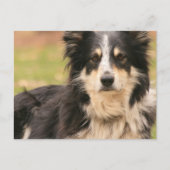Australian Shepherd Postcard Postkarte (Vorderseite)