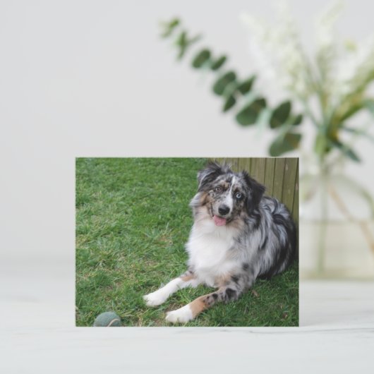 Australian Shepherd Postkarte (Stehend Vorderseite)