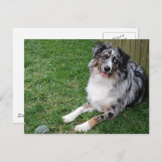 Australian Shepherd Postkarte (Vorne/Hinten)