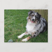 Australian Shepherd Postkarte (Vorderseite)