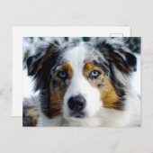Australian Shepherd Postkarte (Vorne/Hinten)