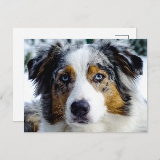 Australian Shepherd Postkarte (Vorne/Hinten)