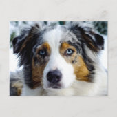 Australian Shepherd Postkarte (Vorderseite)