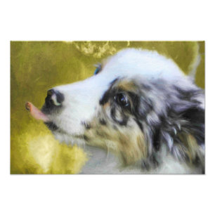 Australian Shepherd Puppy 1 Fotodruck
