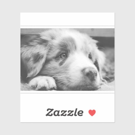 australian shepherd puppy bw aufkleber (Blatt)