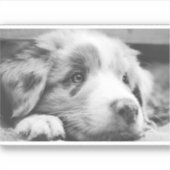 australian shepherd puppy bw aufkleber (Vorderseite)