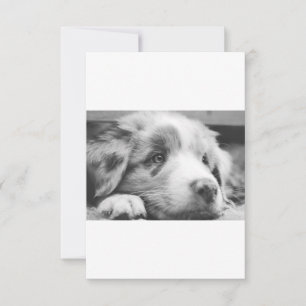 australian shepherd puppy bw dankeskarte
