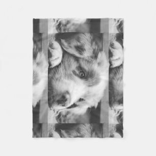 australian shepherd puppy bw fleecedecke